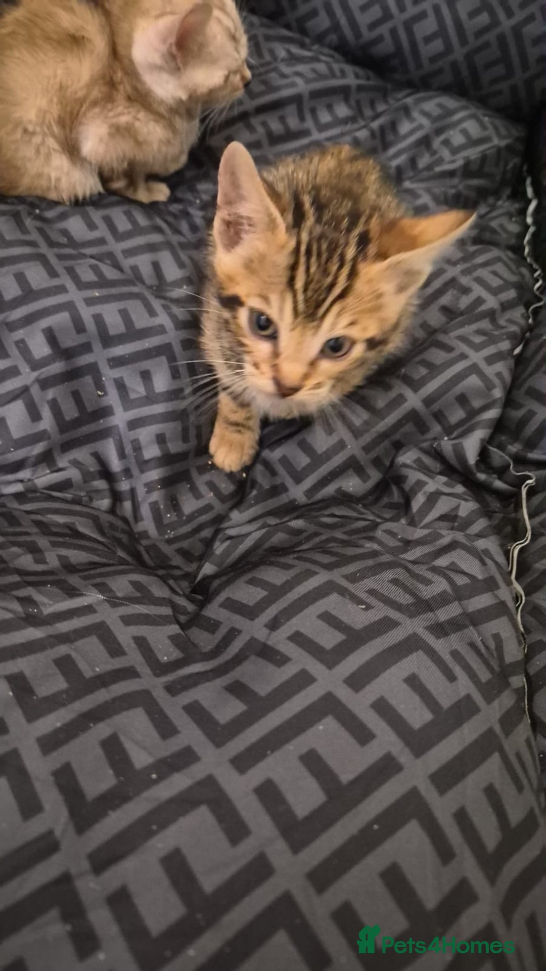 Bengal cats for sale: Beautiful bengal kittens  - Advert 26