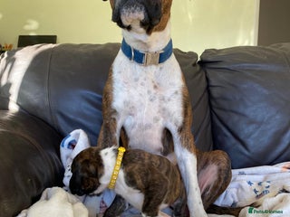 Boxer dogs Boxer puppies kc registered 5 star licence - Advert 14