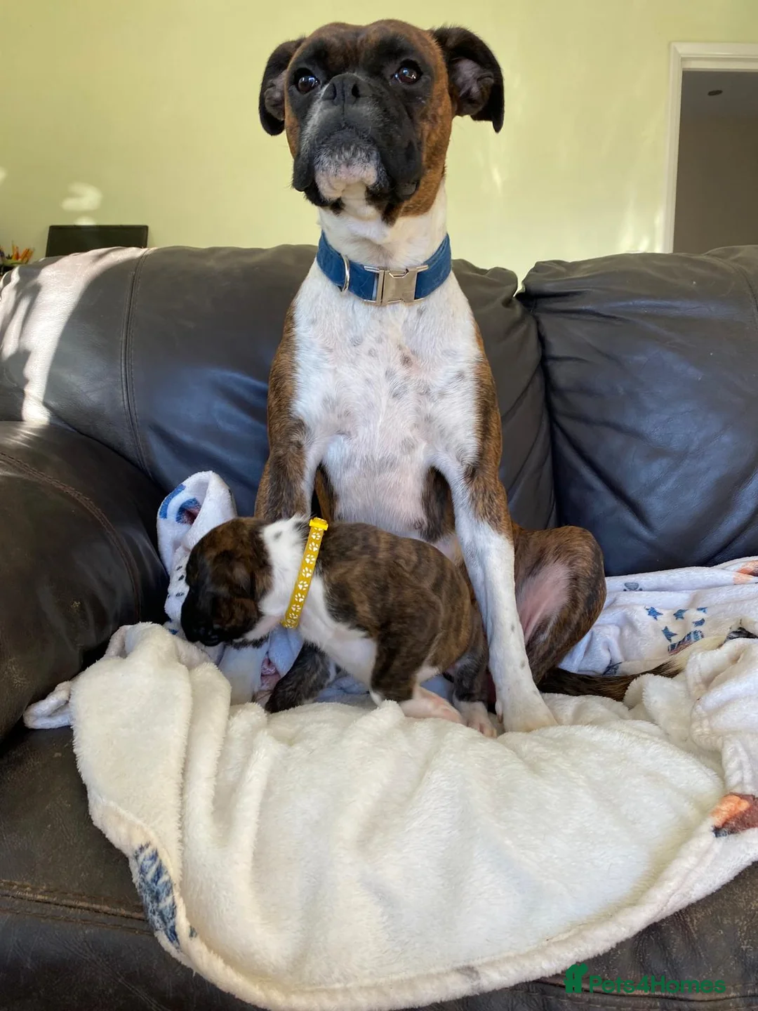 Boxer dogs for sale: Boxer puppies kc registered 5 star licence  - Advert 10