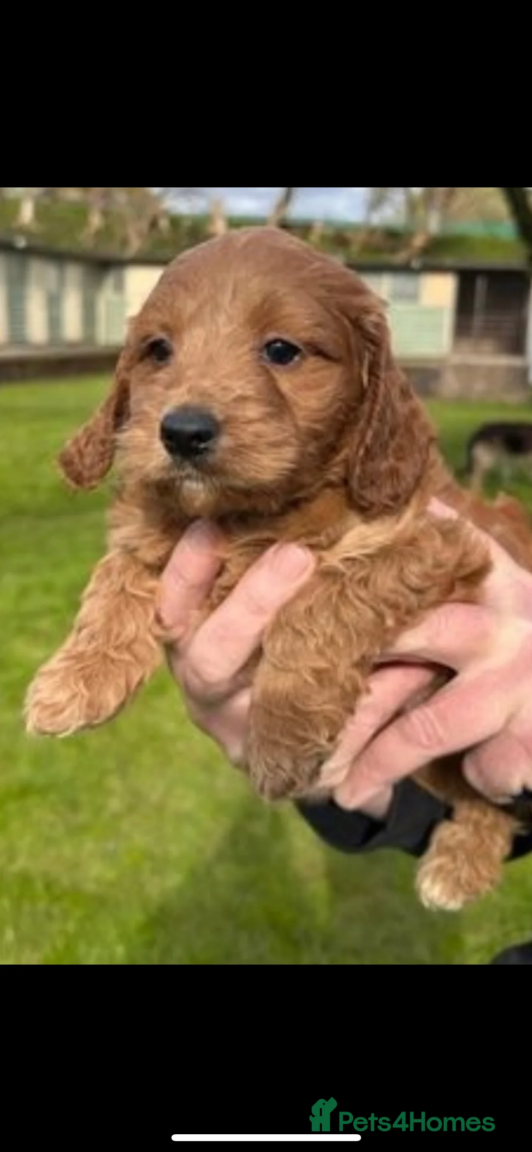 Miniature Poodle dogs for stud: Merlesque Top Gun mahogany mini poodle in Chorley - Advert 25