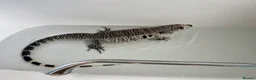 Lizard reptiles for sale: Blue Tegu 0.1 for sale - Advert 3