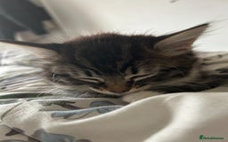 Mixed Breed cats for sale: Two cats for sale. - Image 8