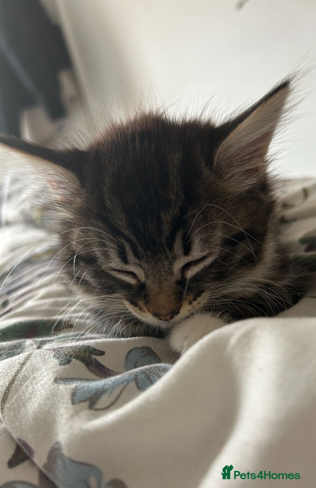 Mixed Breed cats for sale: Two cats for sale. - Image 8