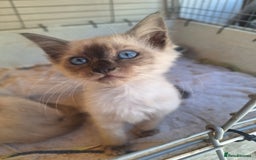 Siamese cats for sale: 2 beautiful siamese kittens  - Image 4