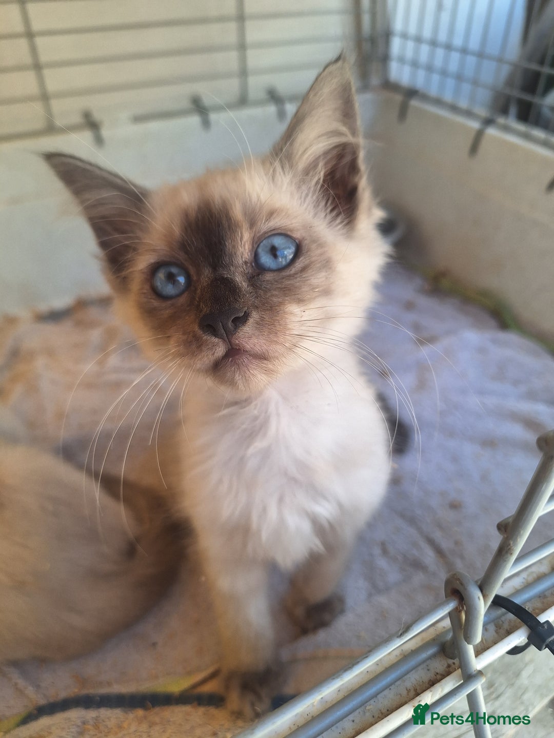 Siamese cats for sale: 2 beautiful siamese kittens  - Image 4