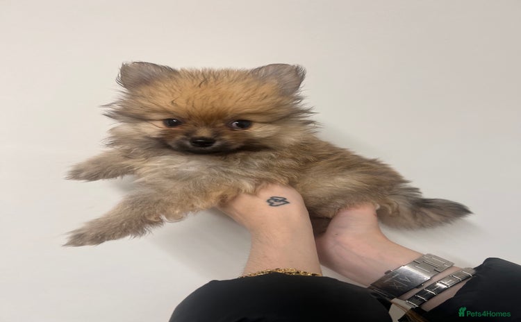Pomeranian dogs - Advert 6