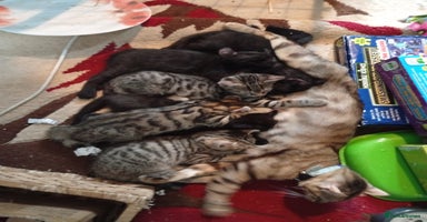 Bengal cats - Advert 8