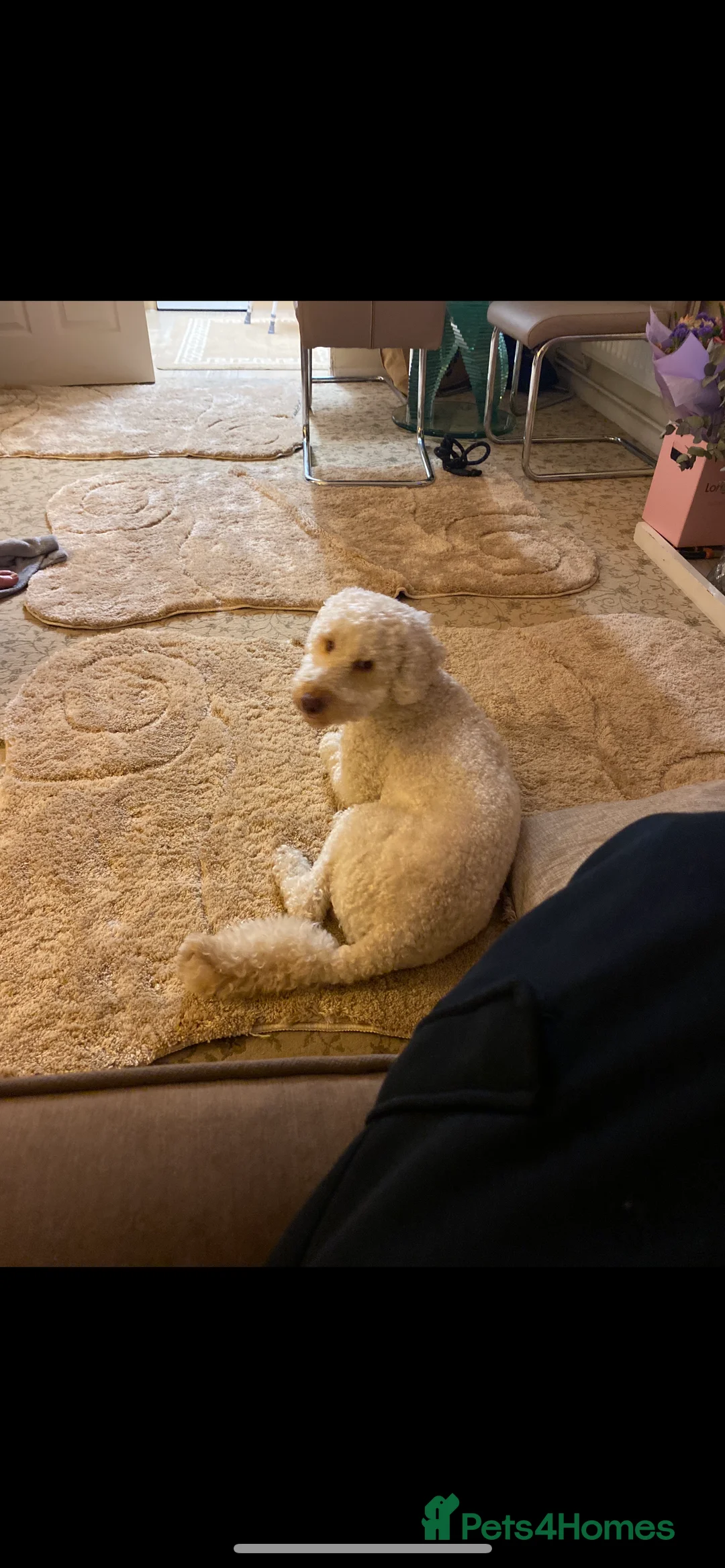 Poodle dogs for sale: 2 years old male poodle - Advert 2