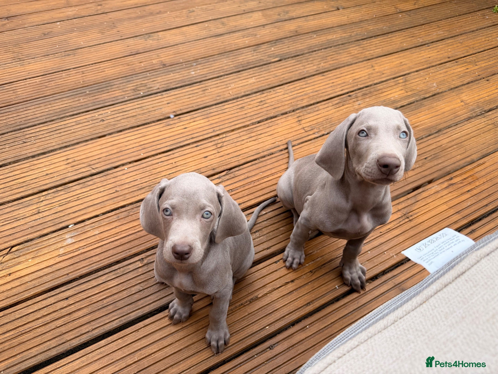 Weimaraner dogs Beautiful KC reg Weimaraner’s forever homes req - Advert 1
