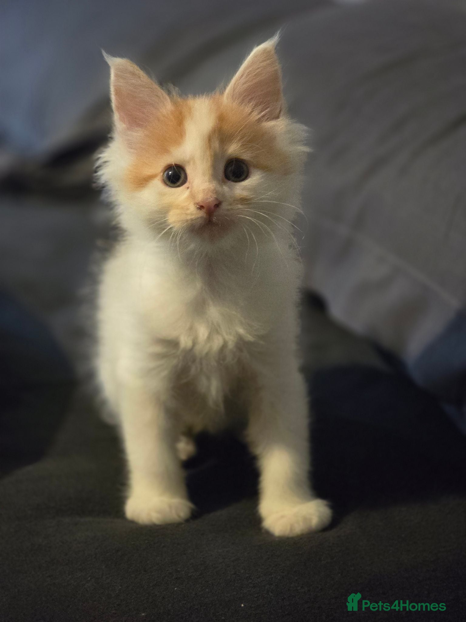 Maine Coon cats Maine coon kittens  - Advert 8