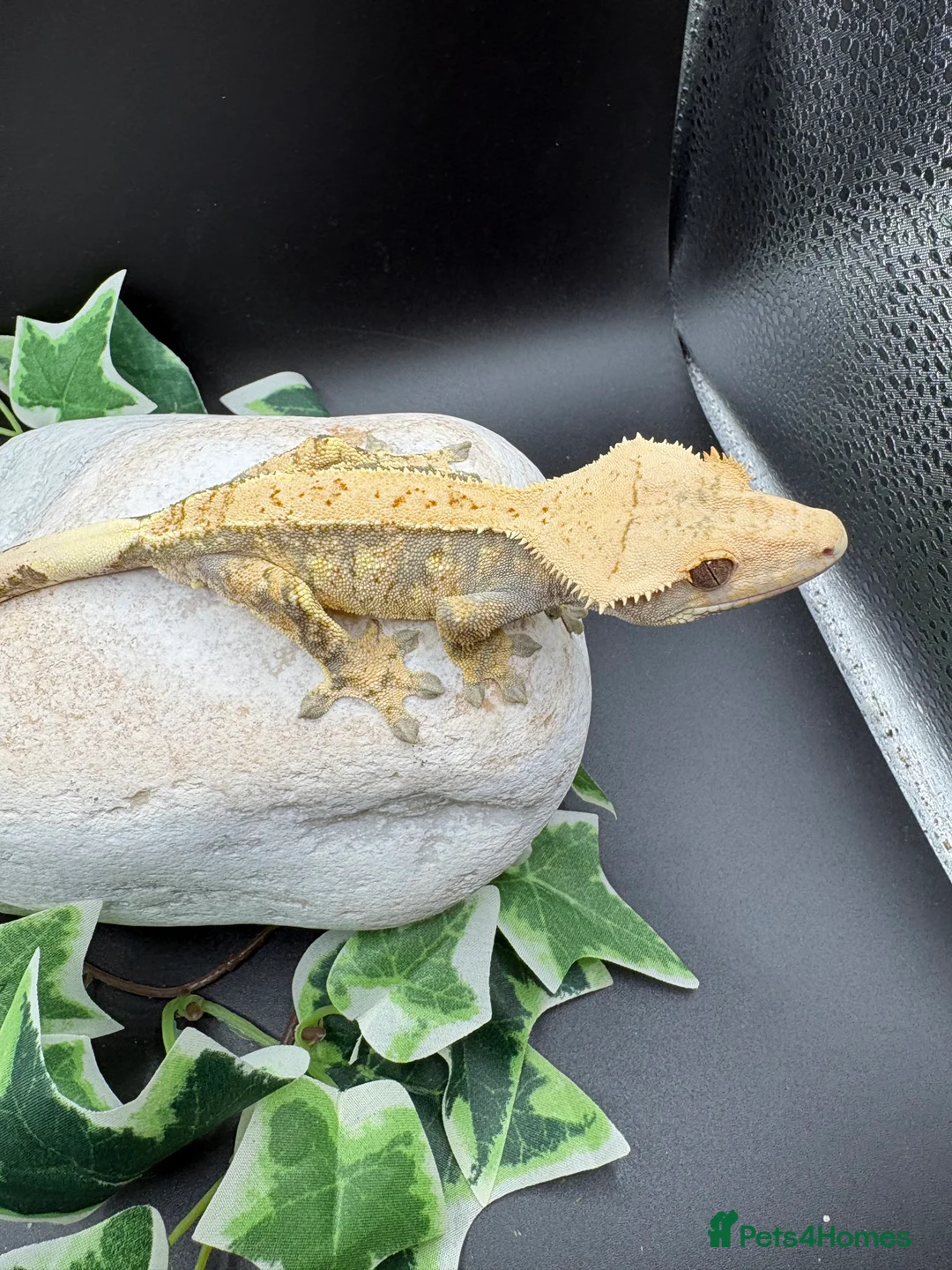 Gecko reptiles for sale: Crested geckos  - Advert 15
