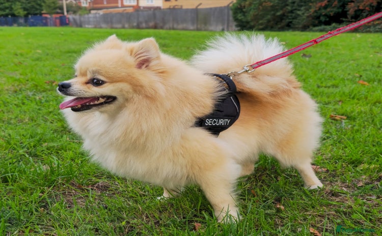 Pomeranian dogs - Advert 14