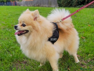 Pomeranian dogs - Advert 29