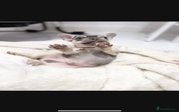 French Bulldog dogs for sale: French bulldog puppies  - Image 24