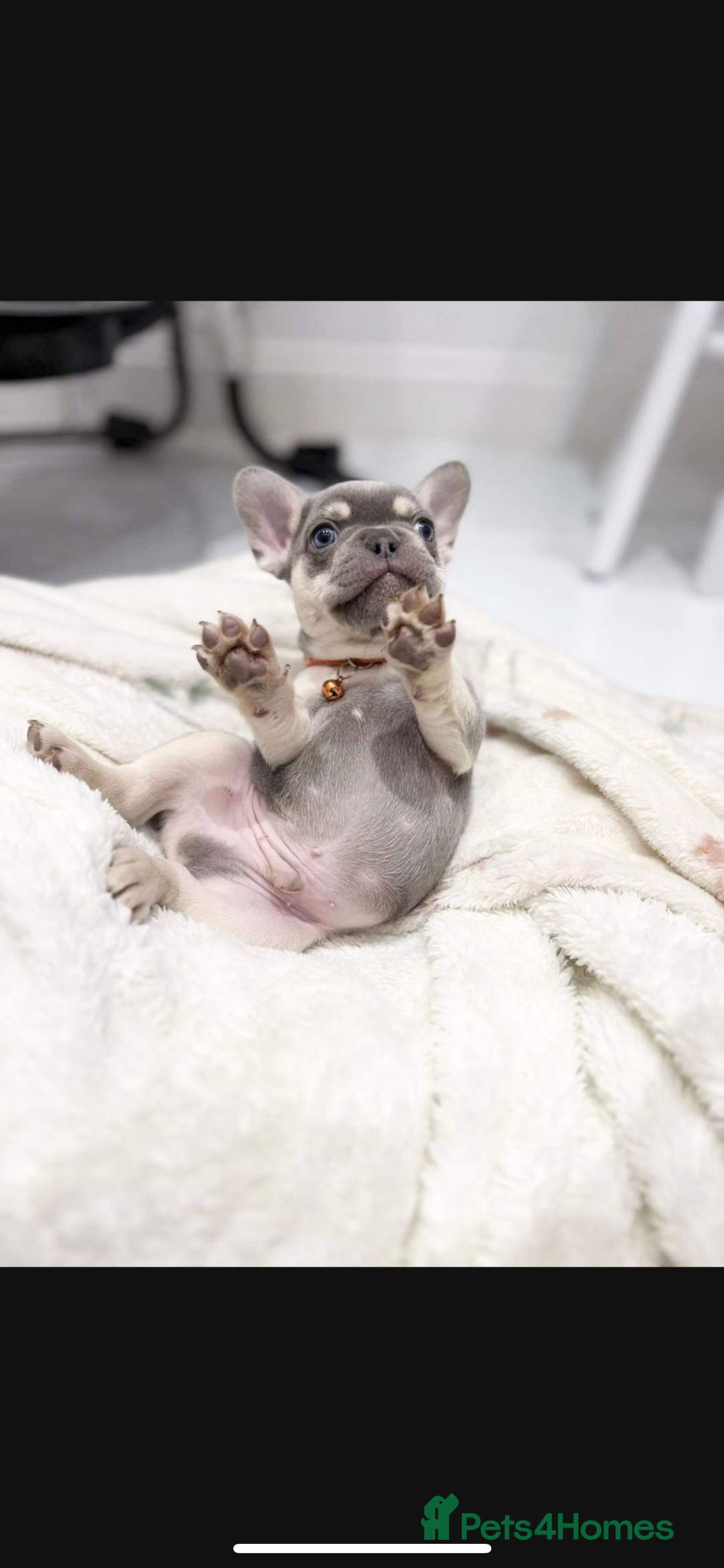 French Bulldog dogs for sale: French bulldog puppies  - Image 24