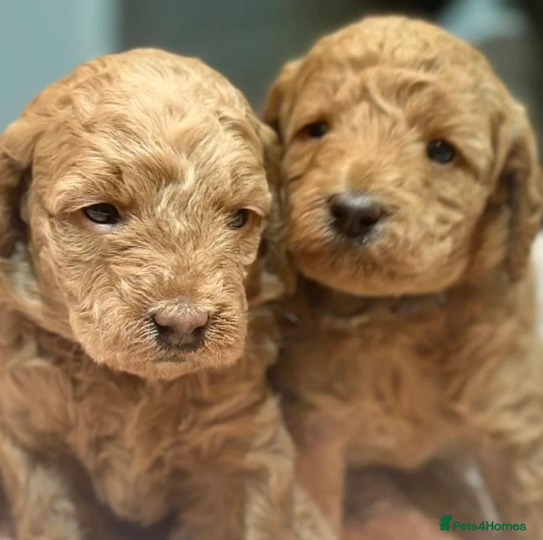 Miniature Poodle dogs for stud: Blue Merle Miniature Poodle (PROVEN) Health Tested in Sunderland - Advert 20