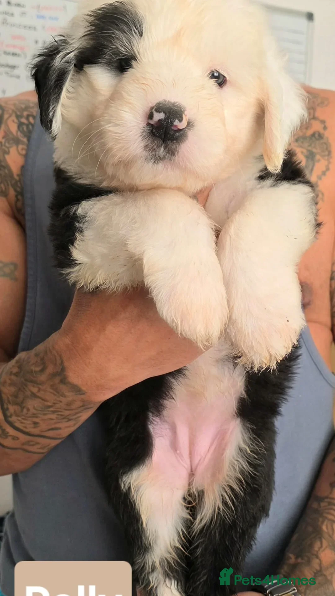 Old English Sheepdog dogs for sale: Stunning OES Puppies  - Advert 8