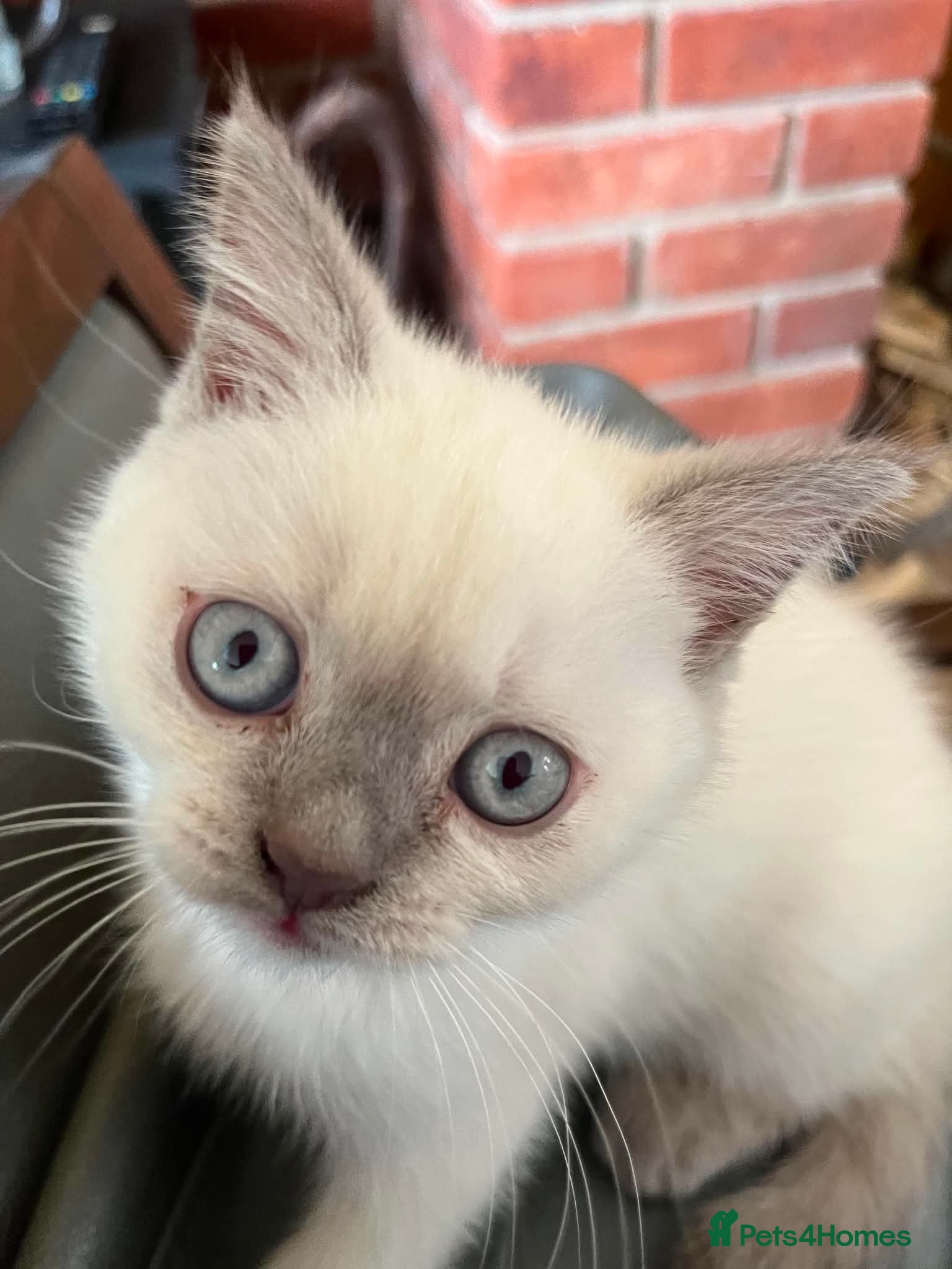 British Shorthair cats stunning final lilac point girl  - Advert 2