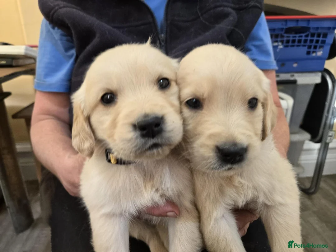 Golden Retriever dogs for sale: Beautiful KC Reg Golden Retriever Puppies - Advert 1