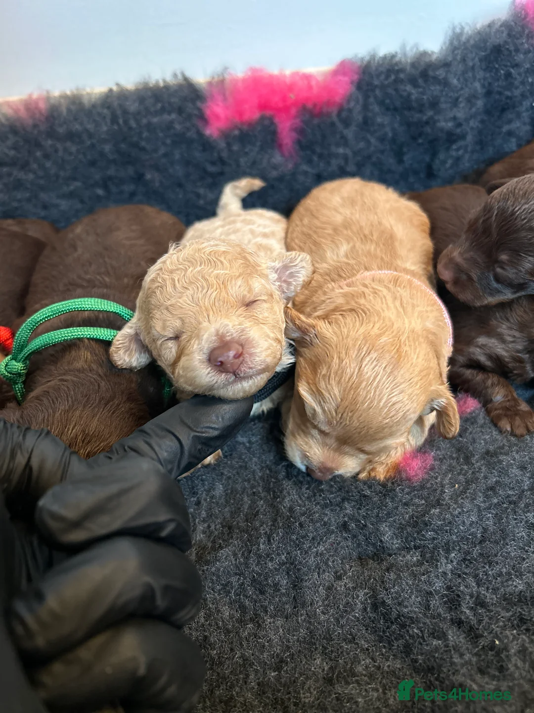 Maltipoo dogs for sale: Chocolate & tan Maltipoos (TOY!) - Advert 21