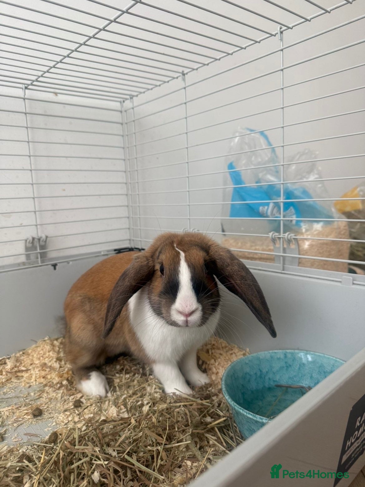 English rabbits Willow - Advert 5
