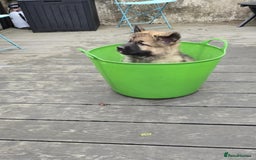 German Shepherd dogs for sale: German Shepherd Puppies  - Image 4