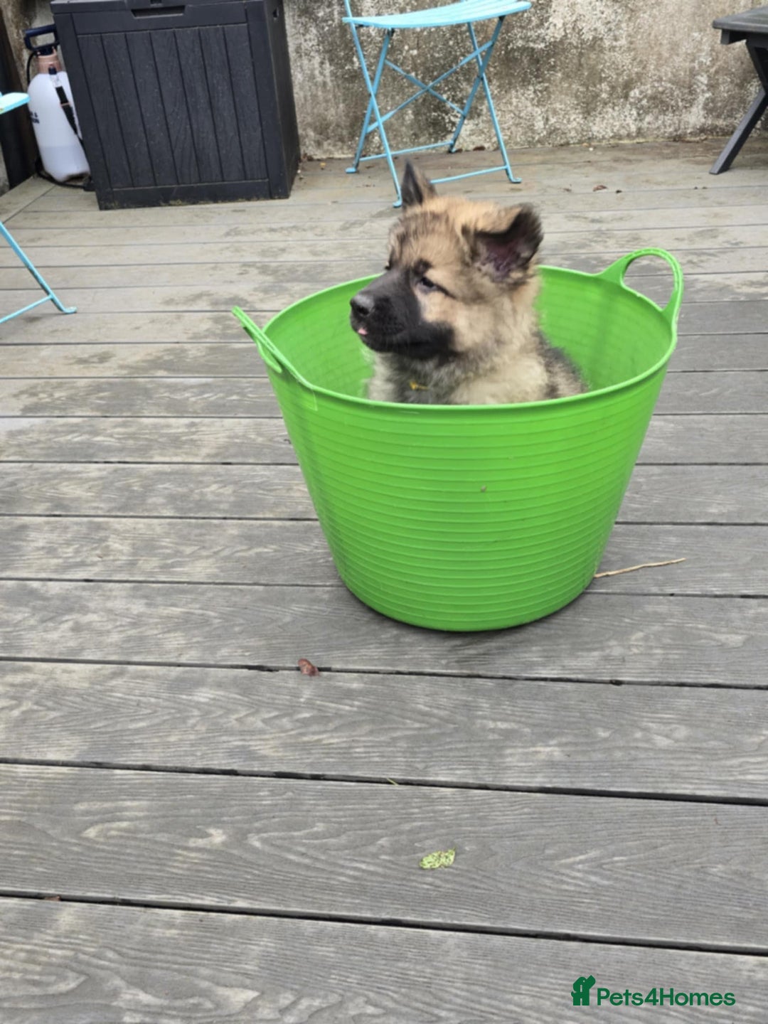 German Shepherd dogs for sale: German Shepherd Puppies  - Image 4
