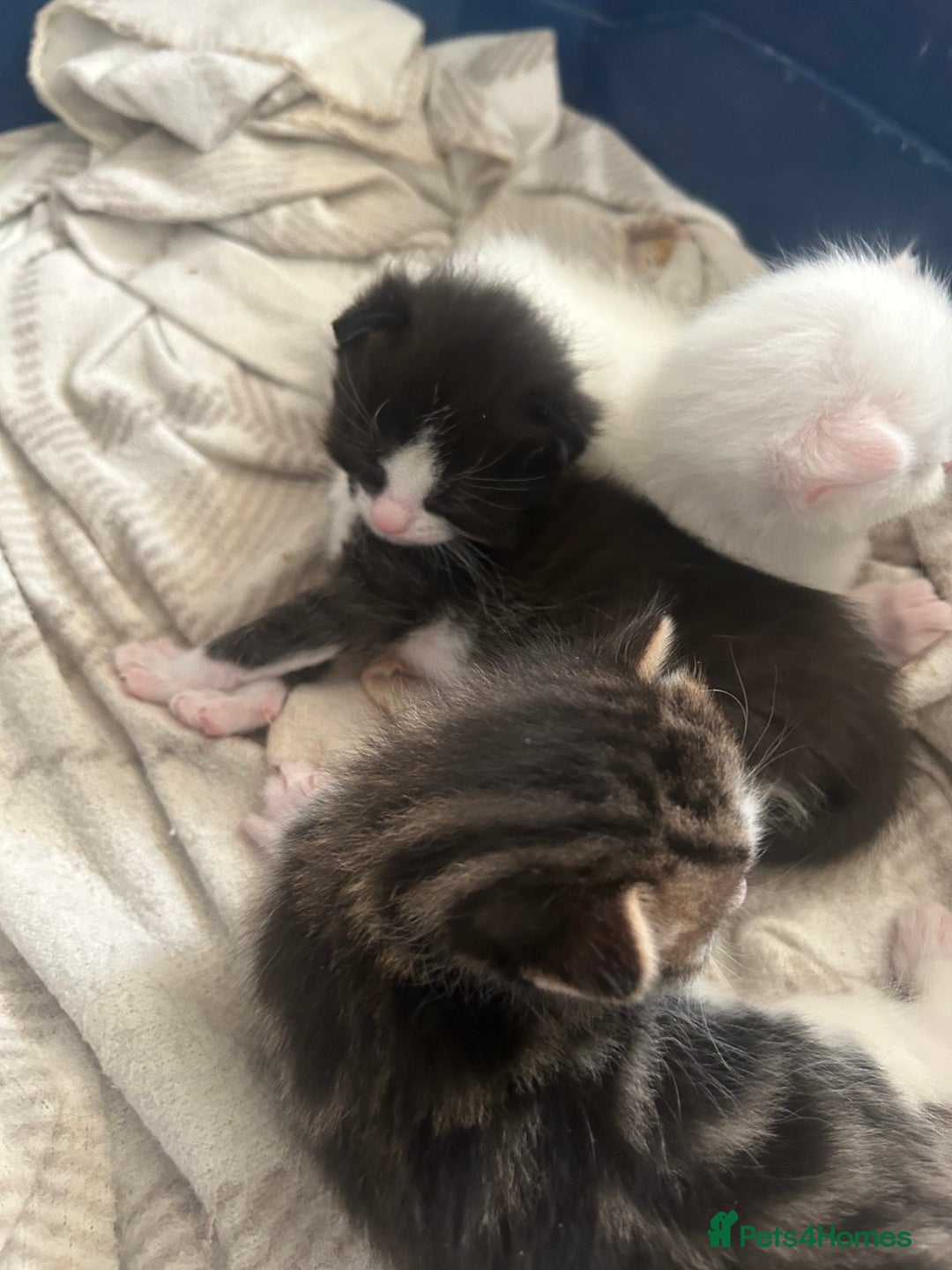 Mixed Breed cats for sale: Kittens  - Advert 5
