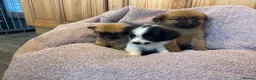 Pomchi dogs for sale: Pomchi in Hull - Advert 20