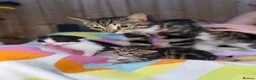 Domestic Shorthair cats for sale: Beautiful little playful kittens  - Advert 2