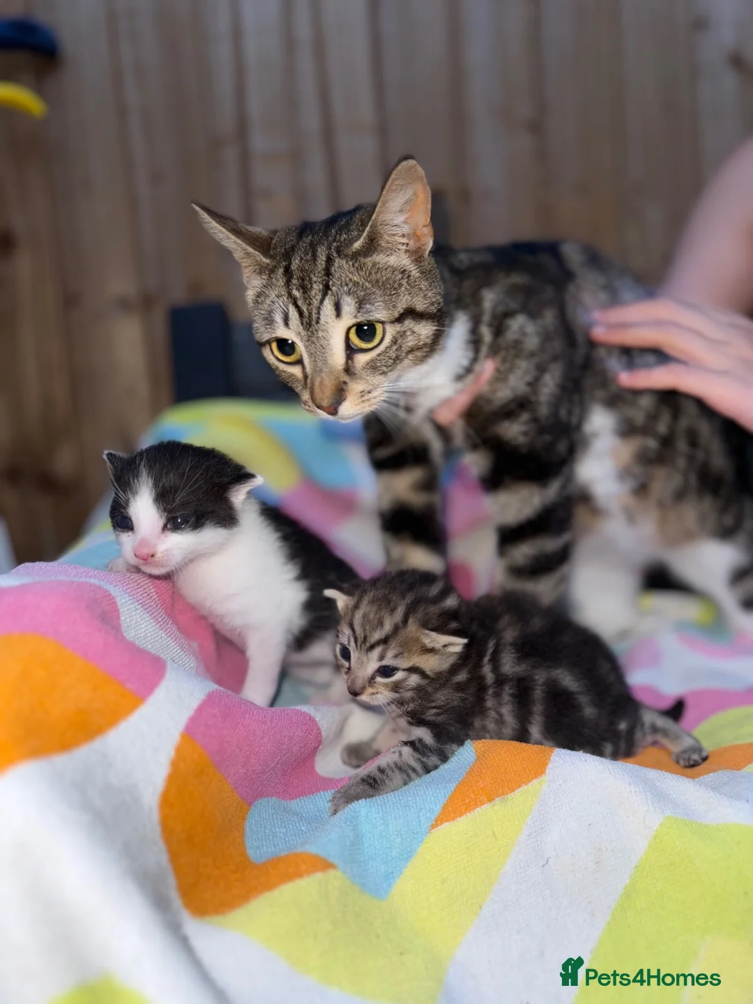 Domestic Shorthair cats for sale: Beautiful little playful kittens  - Advert 2