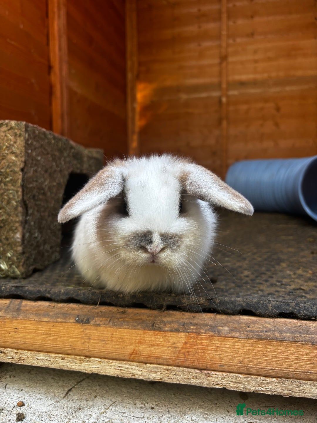 Mini Lop rabbits for sale: Mini Lop Buck  - Advert 2