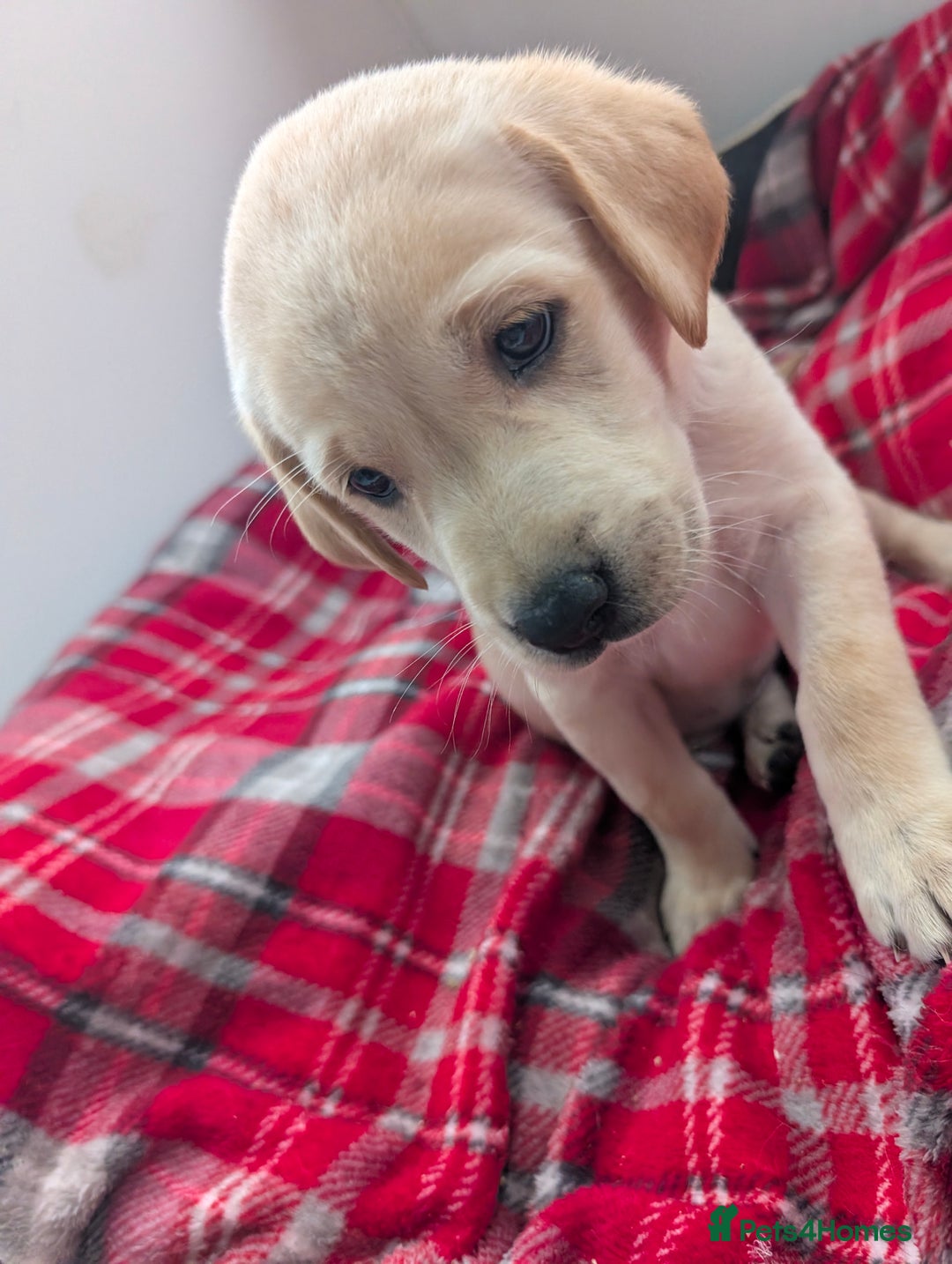 Labrador Retriever dogs for sale: Beautiful Labrador puppys  - Image 24