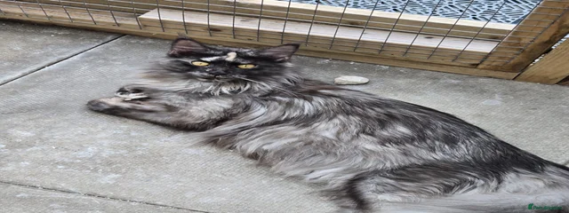 Ila