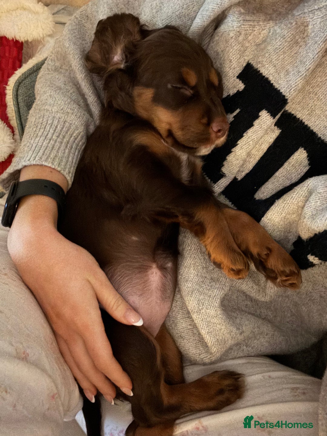 Cocker Spaniel dogs for sale: Loving Home Wanted for Beautiful Olive (WCS Puppy) - Image 21