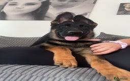German Shepherd dogs for sale: Skylar - Image 5