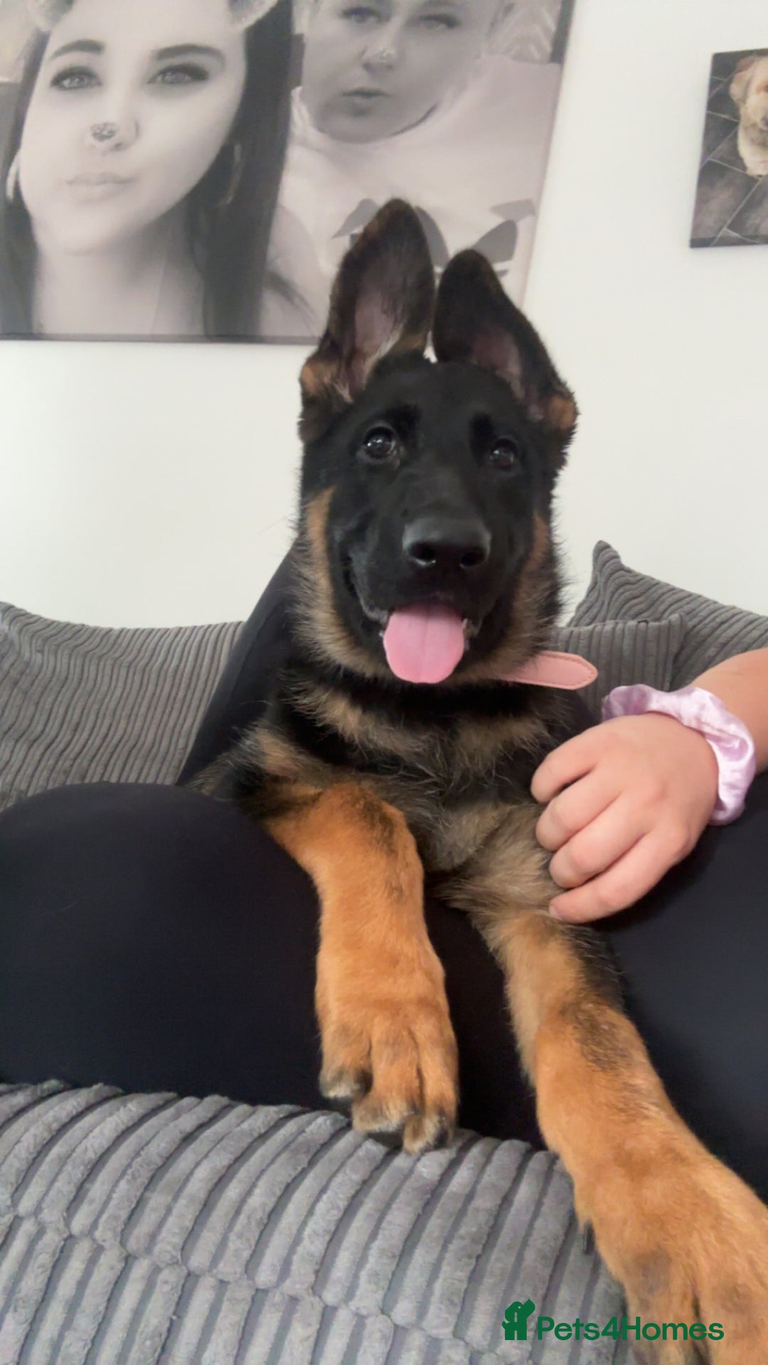 German Shepherd dogs for sale: Skylar - Image 5