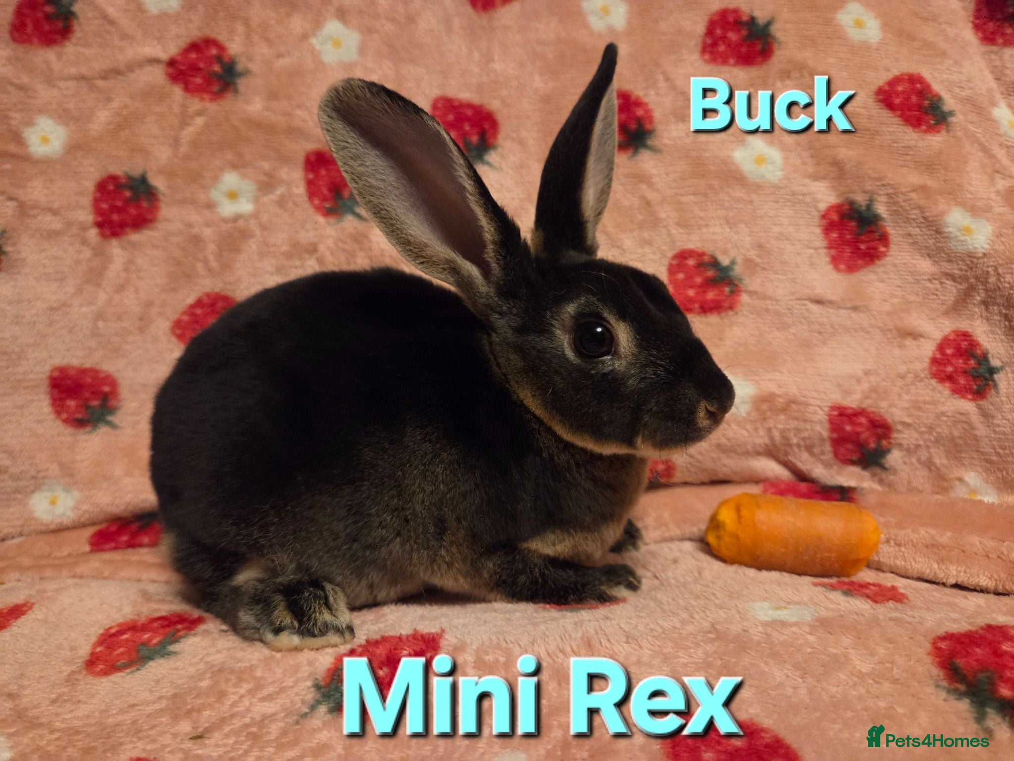 Rex rabbits Velvet Mini Rex Black otter  - Advert 1