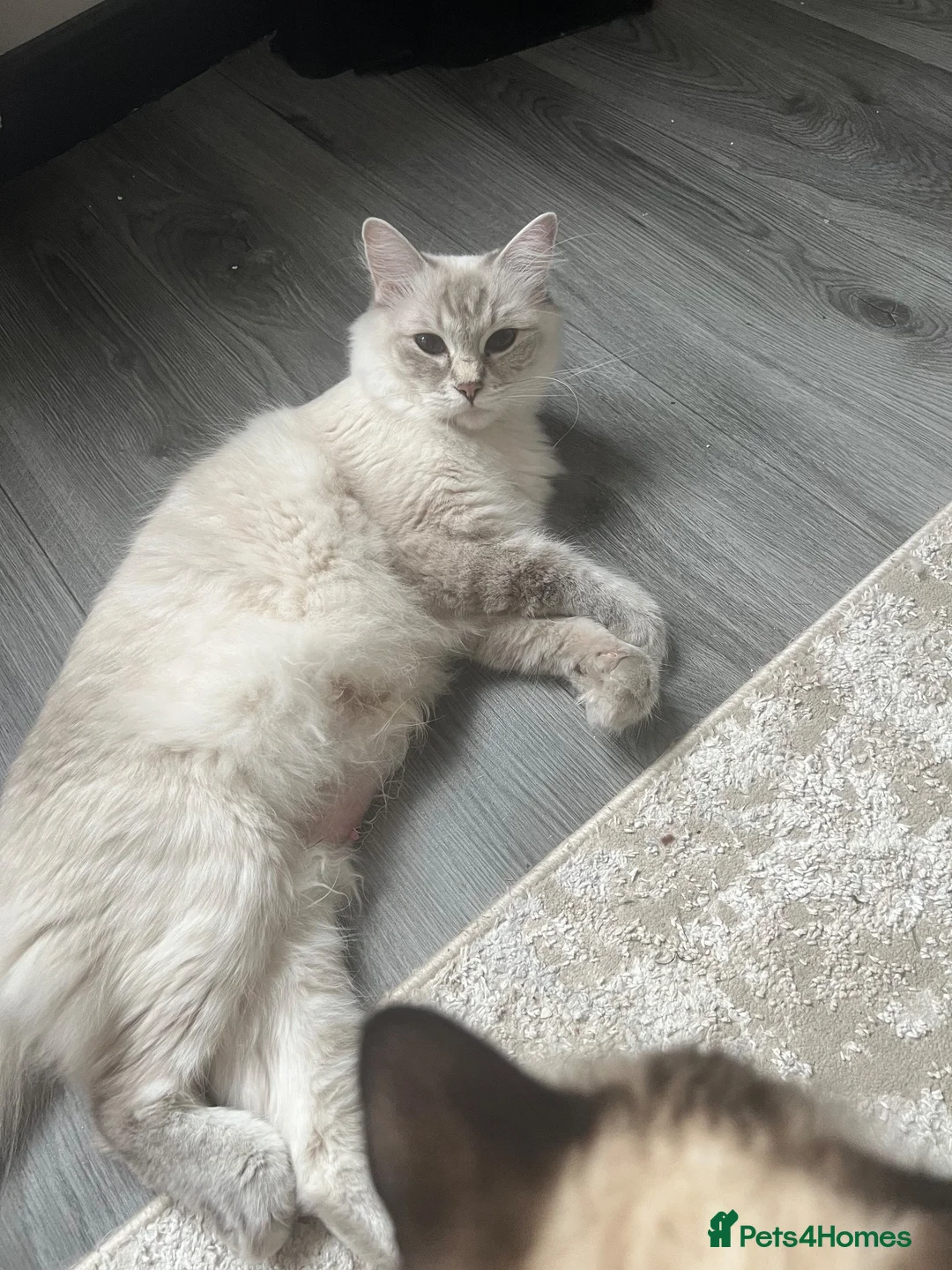 Ragdoll cats for sale: 3 stunning lynx point ragdoll kittens female &male - Advert 2