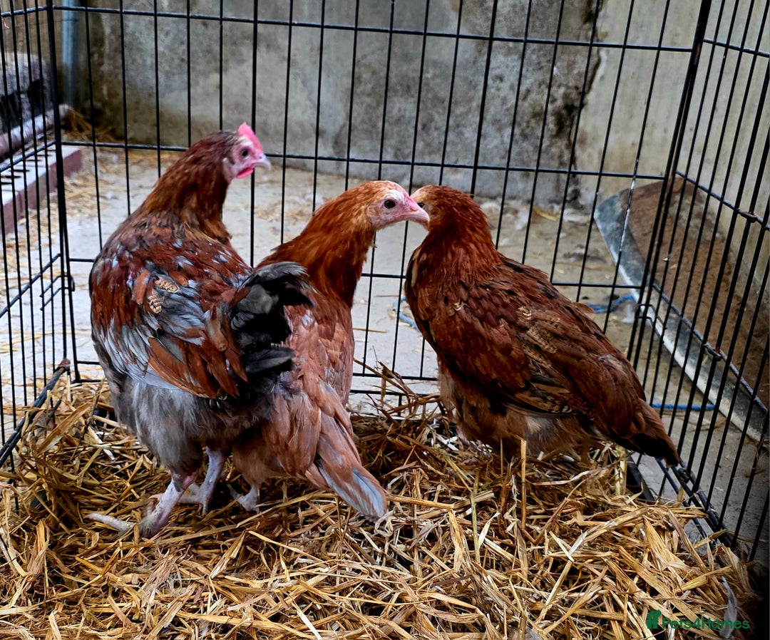 Chickens poultry for sale: Black Blue Copper Marans trio. - Image 2