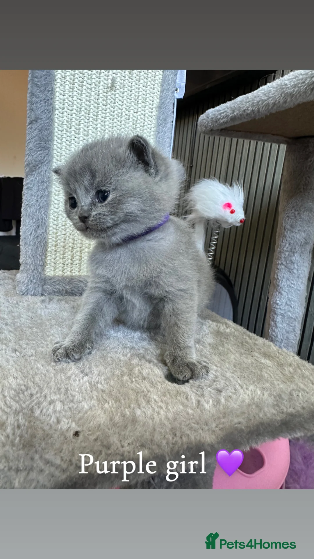 British Shorthair cats for sale: 🐾 Stunning British Shorthair Kittens for Sale 🐾 - Advert 9