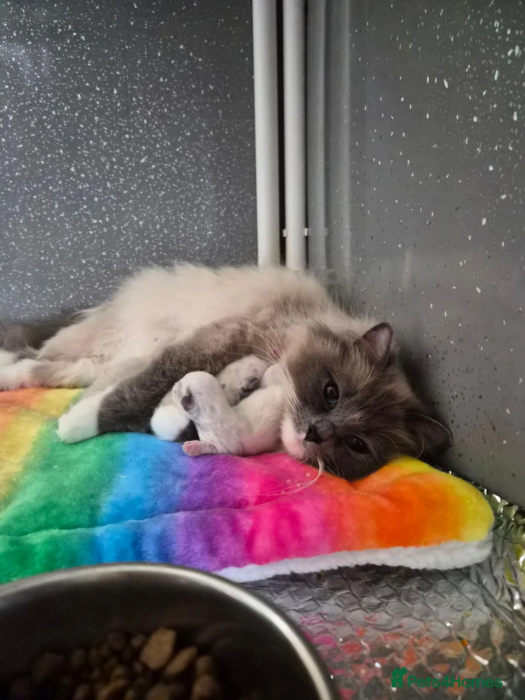 Ragdoll cats for sale: GCCF Registered Kittens - Advert 2