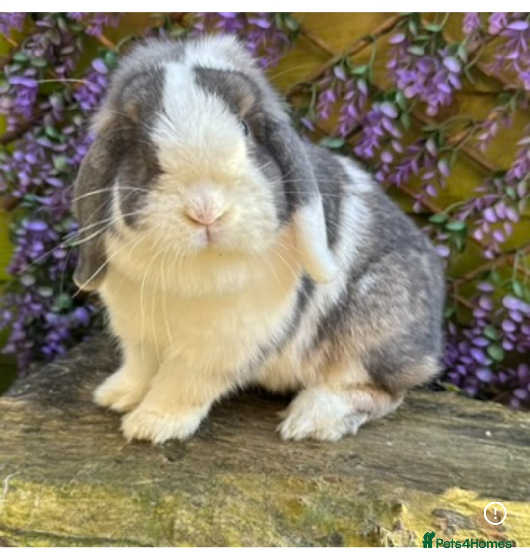 Mini Lop rabbits for sale: Pure bred Mini lops  - Image 14