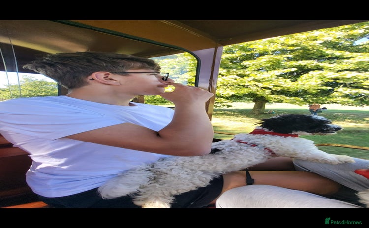 Bichon Frise dogs - Advert 2