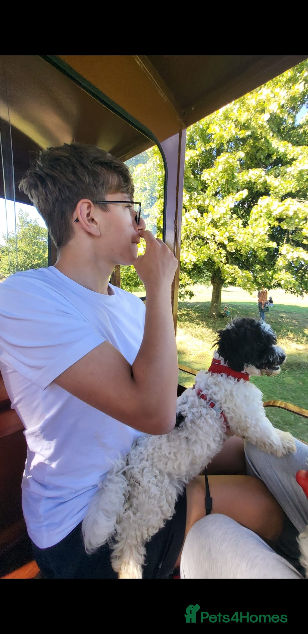Bichon Frise dogs for sale: Bishon poppy's available  - Image 1
