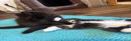 Mixed Breed cats for sale: Half ragdoll kittens! - Advert 15