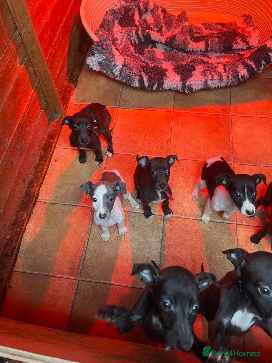 Whippet dogs for sale: Beautiful whippet puppies  - Advert 2