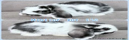 Mini Lop rabbits for sale: Mini Lop Rabbits - Advert 3