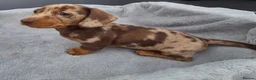Miniature Dachshund dogs for sale: Gorgeous KC Registered, PRA Clear puppies  in Harlow - Advert 30