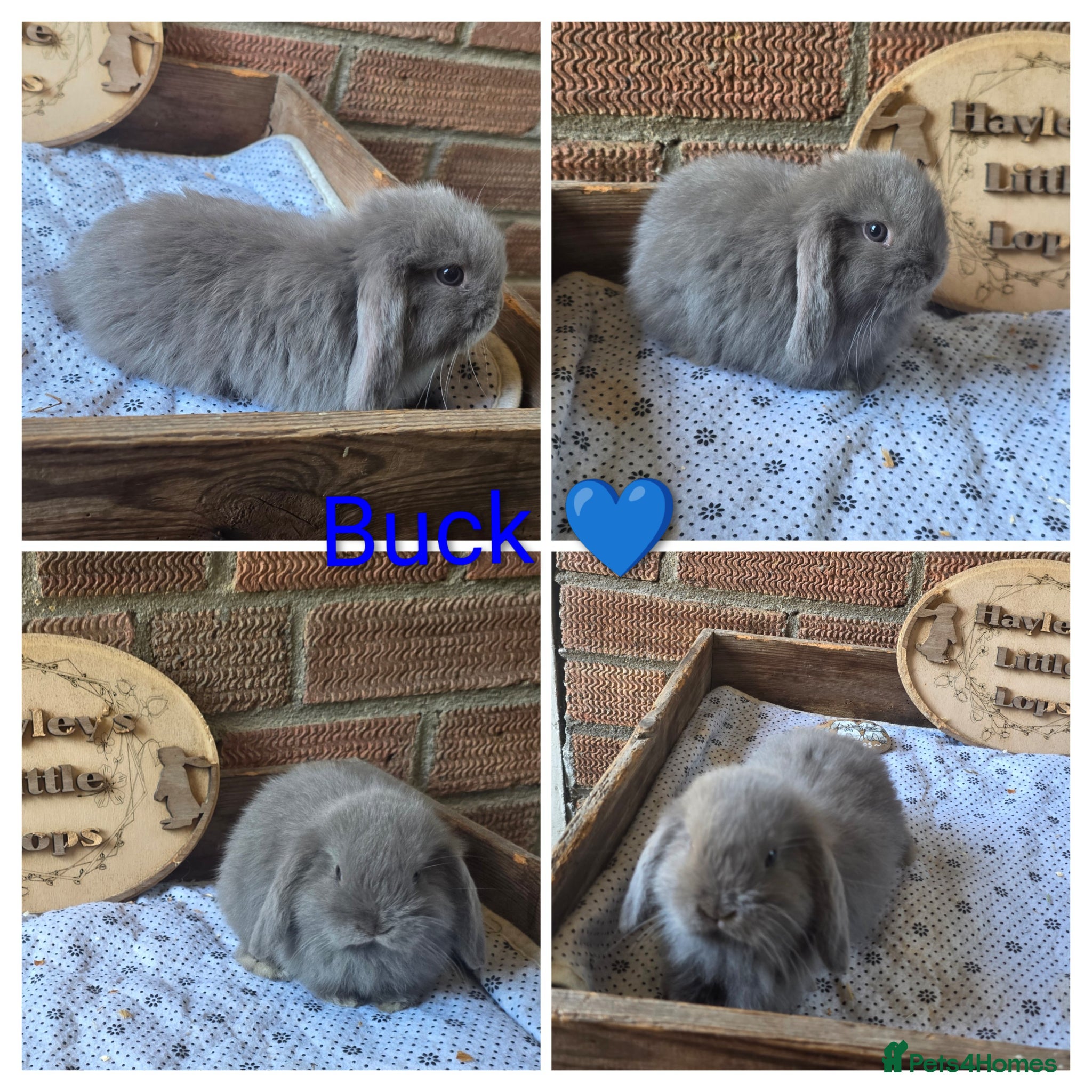 Mini Lop rabbits READY NOW Gorgeous pure breed mini lops  - Advert 1